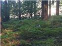 Veranstaltungsbild Wo verstecken sich die Tiere im sommerlichen Wald?