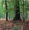 Veranstaltungsbild Ich glaub' ich steh im Wald!
